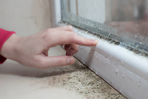 Best Basement Mold Removal  in Midway, FL